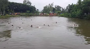 ঠাকুরগাঁওয়ে ঐতিহ্যবাহী হাঁস খেলা দেখতে মানুষের ঢল