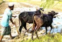 কালের বিবর্তনে হারিয়ে যেতে শুরু করেছে বাংলার ঐতিহ্য হালচাষ