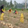 কুড়িগ্রামের আলু যাচ্ছে বিদেশে তারপরও লোকসানে আলুচাষী