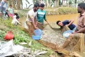 জলঢাকায় বিষ প্রয়োগ করে ৬টি পুকুরের মাছ মেরে ফেলার অভিযোগ