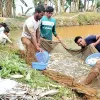 জলঢাকায় বিষ প্রয়োগ করে ৬টি পুকুরের মাছ মেরে ফেলার অভিযোগ